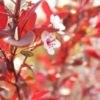 紅葉李