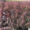 廠家直銷 常年批發(fā)出售蜜枝紅葉李工程苗 品質(zhì)保證