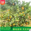廠家 橘樹成苗 園林苗木橘子樹 盆栽金桔樹苗果樹苗木批發(fā)