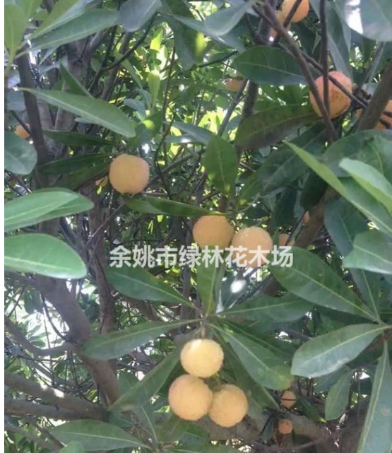 出售楊梅果樹苗、工程苗