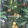 出售楊梅果樹苗、工程苗