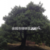 楊梅樹經(jīng)濟林果苗（推薦荒山種植、苗圃育苗）