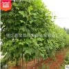 馬褂木 馬褂木小苗 園林觀賞 馬褂木樹苗5-8-10-12-15公分粗