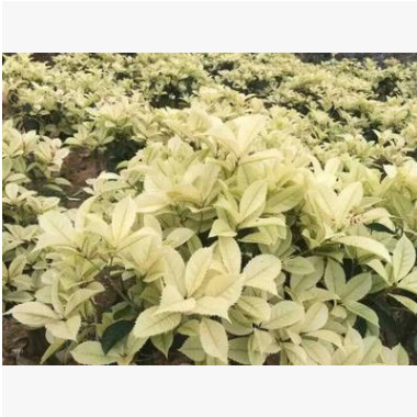 彩葉桂花小苗大量供應(yīng)