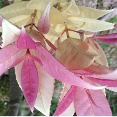 五彩桂又名珍珠彩葉桂，百分百正品