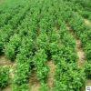 批發優質杭白菊苗量大從優杭白菊苗