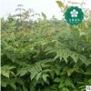 宜昌欒樹燈籠樹搖錢樹金雨樹國慶花木老芽園林綠化批發