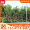 大量批發(fā)四季變化 黃花風鈴木 產(chǎn)地大量供應品相良好 基地直銷