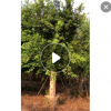 小葉榕基地直銷 園林景觀工程供應 品種齊全產(chǎn)地批發(fā)工程綠化苗木