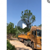 產(chǎn)地批發(fā)香樟樹 香樟樹專供 護坡綠化 濕地綠化大量供應