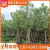 全冠香樟 直徑5-40公分香樟福建基地直銷 園林景觀工程供應批發(fā)