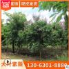 大葉紫薇產地直銷 盆栽紫薇可供嫁接造型設計 百日紅樹美化風景