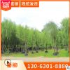 優質柳樹垂柳 基地直銷 綠化垂柳易成活 可供公園小區美化批發