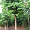 園林綠化工程樹木杜松 南北方種植邊道綠化杜松樹木 園林批發