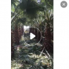 產地農戶直銷老人葵 高度1-8米風景樹華棕大量批發