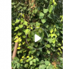菩提樹 菩提榕 福建菩提樹 綠化用苗 自產自銷 大量銷售