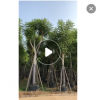 福建基地直銷 藍花楹 樹形優美專業種植價格實在 大量供應批發