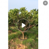 福建園林雞蛋花樹 產(chǎn)地直銷原裝樹美化環(huán)境可批發(fā)