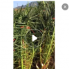 加拿利海棗種植基地 場(chǎng)地直銷 多規(guī)格供應(yīng)美化環(huán)境