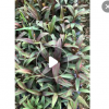亮葉朱蕉批發(fā) 福建種植基地 盆栽地栽 基地直發(fā)