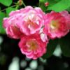 薔薇