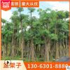 盆架子批發(fā) 原產(chǎn)地種植地苗移栽樹多種規(guī)格 綠化種植基地直銷