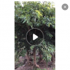 大葉榕基地直銷 專業(yè)種植園林綠化 可供公園小區(qū)美化大量批發(fā)