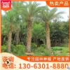 福建銀海棗 專業(yè)種植美化環(huán)境 基地直銷批發(fā)價(jià)格供應(yīng)