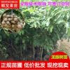 嫁接果樹苗 龍眼苗批發(fā)基地直銷石硤龍眼苗儲良龍眼樹苗四季龍眼