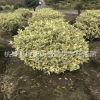 金邊花葉胡頹子毛球球型綠化工程