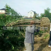 供應高速公路工程 鐵路工程——夾竹桃及各類綠化 粉花夾竹桃