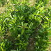 木芙蓉 蕭山 各種規格 綠化 基地直銷 市政園林工程 批發