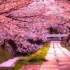 日本櫻花
