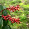 紅花七葉樹