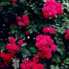紅花薔薇