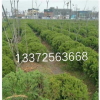 龍柏球蕭山 小龍柏色塊檜柏塔柏 蜀檜工程綠化 市政園林家庭綠化