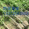 基地農戶直銷 西府海棠 基地直銷 各種海棠 蕭山