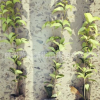 大量供應 四季桂 嫁接桂花 四季桂苗木 嫁接桂花