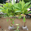 大量批發(fā)結香 結香球 結香苗 園林綠化基地直銷 規(guī)格齊全