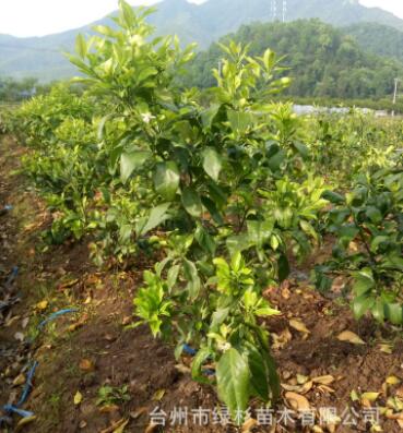 基地培育精品三年土球愛媛28紅美人柑橘苗 愛媛28紅美人柑桔苗