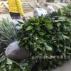 白砂枇杷苗.批發正宗一年裸根嫁接寧海白枇杷苗白荔枝果樹種苗木