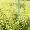供應金葉女貞 金葉女貞色塊 金葉女貞毛球 批發(fā)綠化工程