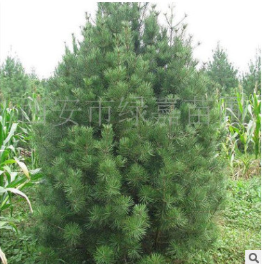 大量供應西安市綠嘉苗圃白皮松4.5M直銷 價格實惠