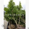 雞爪槭  規格 品種 齊全 喬木 灌木 精品苗 蕭山苗圃銷