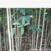 供應各種規格桂花樹 （金桂、丹桂、八月桂、朱砂桂） 廠家直銷