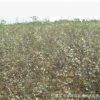 出售各種海棠苗 海棠樹 品種多樣 規格齊全 價格實惠
