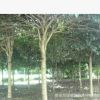 低價出售精品桂花樹 金桂 八月桂 丹桂 朱砂桂 規格齊全