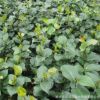大量供應茶花苗 品種多 規格齊