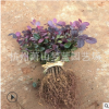 紅花繼木 千插苗 床苗 根系 發達 苗壯 成活率 高 品種 規格 齊全