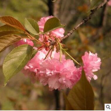 櫻花樹外形美觀品種齊全量大優(yōu)惠櫻花樹全國供應發(fā)貨及時櫻花樹